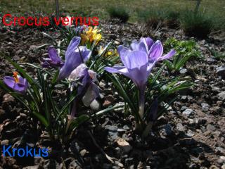 Crocus vernus