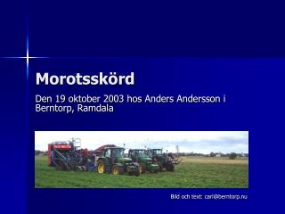 Morotsskörd