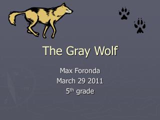 The Gray Wolf