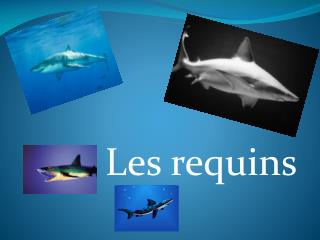 Les requins