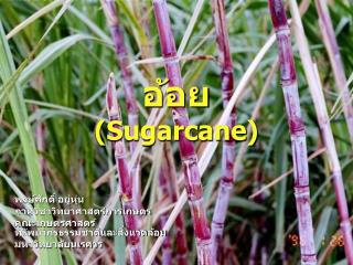 อ้อย (Sugarcane)