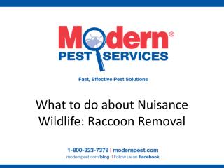 What to do about Nuisance Wildlife: Raccoon Removal