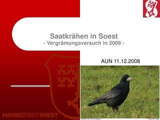 Saatkrähen in Soest - Vergrämungsversuch in 2009 -