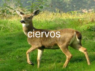 ciervos