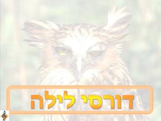 דורסי לילה