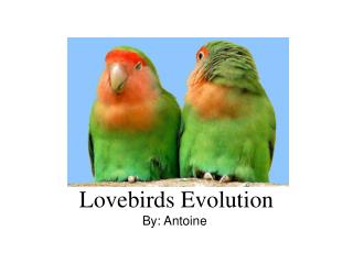 Lovebirds Evolution By: Antoine