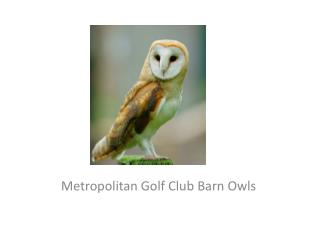 Metropolitan Golf Club Barn Owls