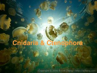 Cnidaria &amp; Ctenophora
