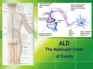 ALD The Molecular Chain of Events