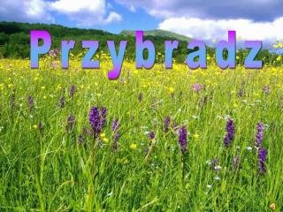 Przybradz