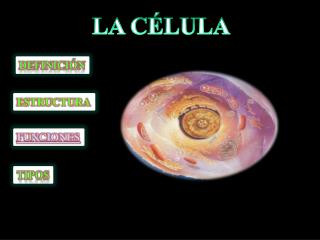 LA CÉLULA