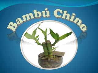 Bambú Chino