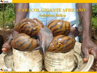 CARACOL GIGANTE AFRICANO Achatina fulica