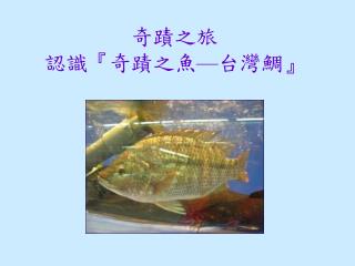 奇蹟之旅 認識 『 奇蹟之魚 — 台灣鯛 』
