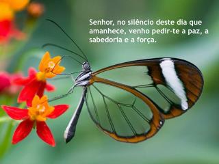 Senhor, no silêncio deste dia que amanhece, venho pedir-te a paz, a sabedoria e a força.