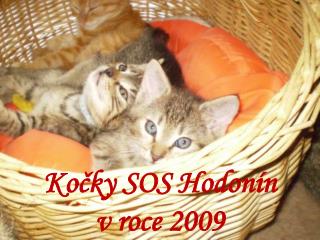 Kočky SOS Hodonín v roce 2009