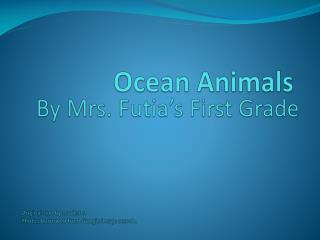 Ocean Animals