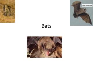 Bats