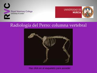 Radiología del Perro: columna vertebral