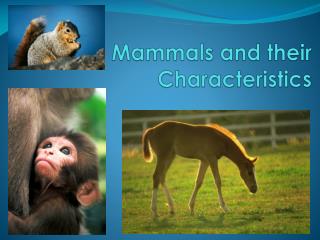 Mammals and their Characteristics