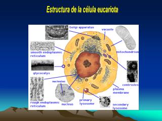 Estructura de la célula eucariota