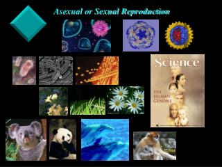 Asexual or Sexual Reproduction