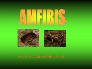 AMFIBIS