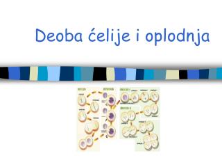 Deoba ćelije i oplodnja