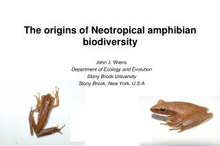 The origins of Neotropical amphibian biodiversity