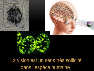 La vision est un sens très sollicité dans l’espèce humaine.