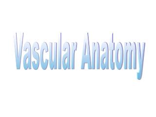 Vascular Anatomy