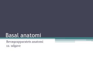 Basal anatomi