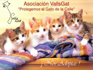 Asociación VallsGat &quot;Protegemos al Gato de la Calle &quot;