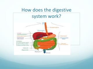 How does the digestive system work?