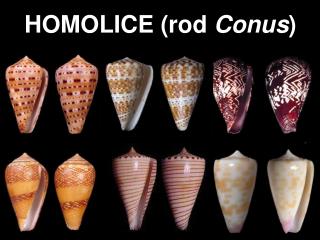 HOMOLICE (rod Conus )