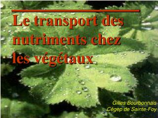 Le transport des nutriments chez les végétaux
