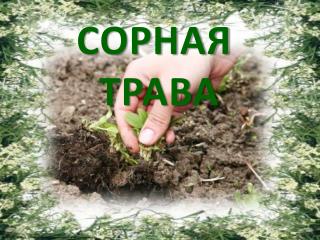 СОРНАЯ ТРАВА