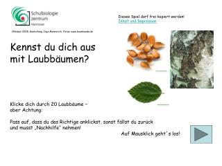 Klicke dich durch 20 Laubbäume – aber Achtung: