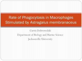 Rate of Phagocytosis in Macrophages Stimulated by Astragalus membranaceus