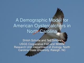A Demographic Model for American Oystercatchers in North Carolina