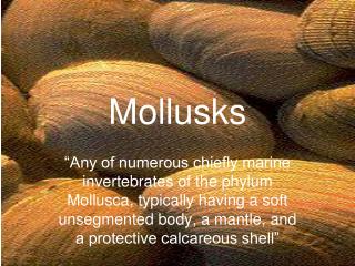 Mollusks