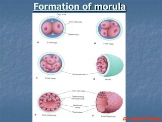 Formation of morula