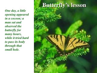 Butterfly’s lesson