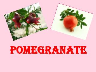 POMEGRANATE