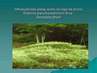 Inflorescências eretas acima da copa da árvore Solanum granulosoleprosum Scop. Teresópolis,Brasil