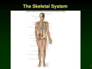 The Skeletal System