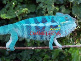 Chameleons