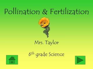 Pollination &amp; Fertilization