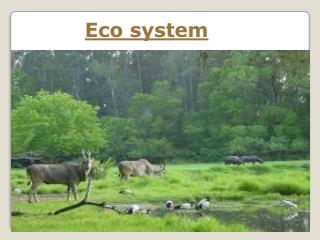 Eco system