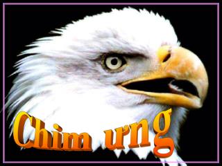 Chim ưng